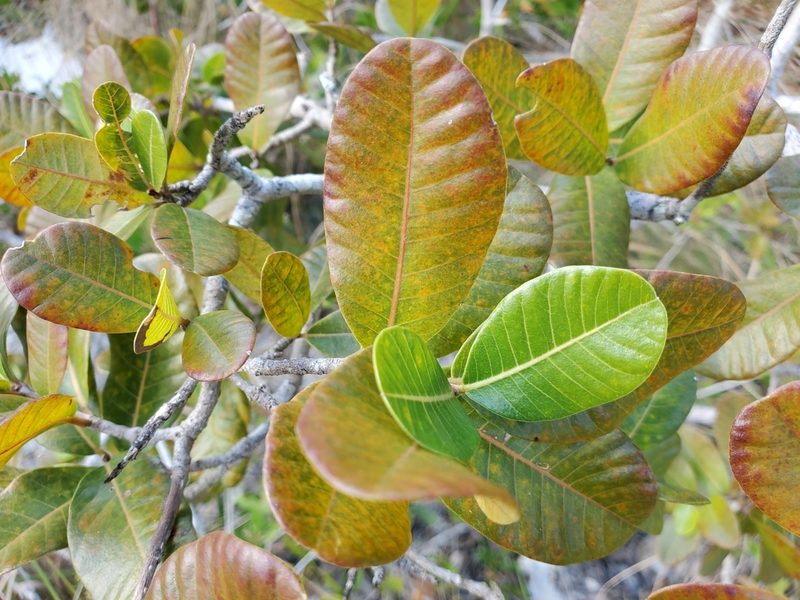 Pisonia rotundata, photographed by Tom Field
