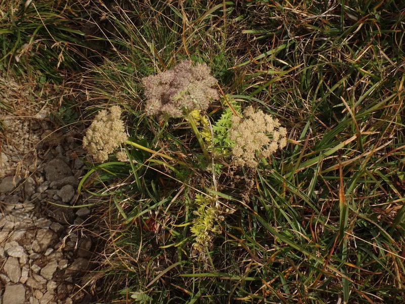 Neogaya simplex, photographed by Christian Berg
