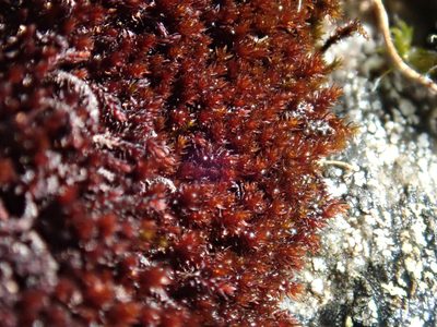 Andreaea rupestris, photographed by Christian Berg