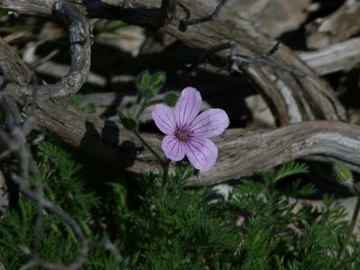 Erodium foetidum, photographed by Yves Bas