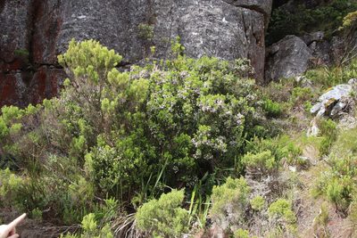 Erica caterviflora, photographed by Tony Rebelo