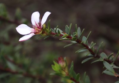 Adenandra villosa, photographed by Tony Rebelo