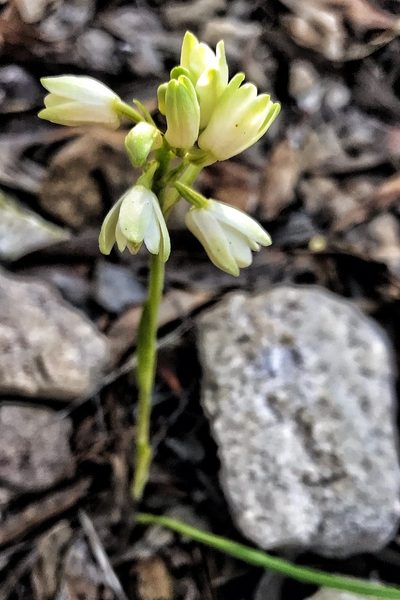 Eulophia aculeata, photographed by David Rosenthal