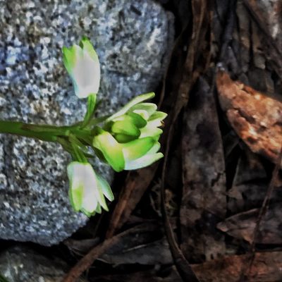 Eulophia aculeata, photographed by David Rosenthal