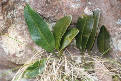 Elaphoglossum conforme, photographed by Tony Rebelo