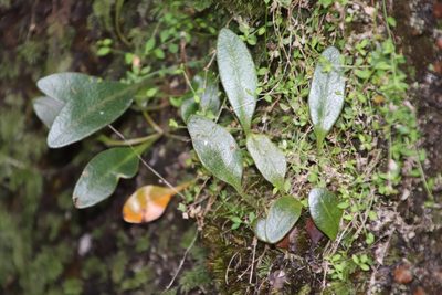 Elaphoglossum conforme, photographed by Tony Rebelo