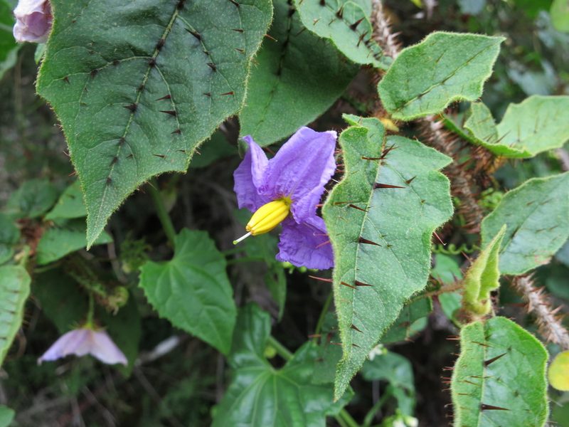 Solanum myoxotrichum, photographed by bat (Maria Vorontsova)