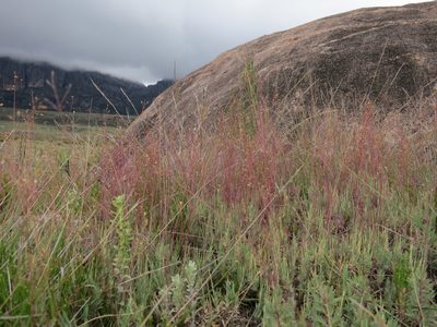 Panicum spergulifolium, photographed by bat (Maria Vorontsova)