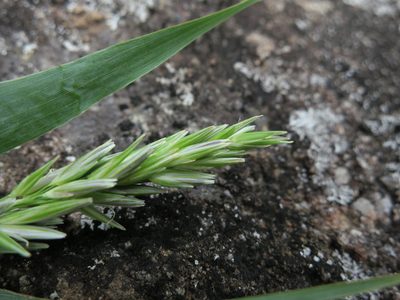 Lecomtella madagascariensis, photographed by bat (Maria Vorontsova)
