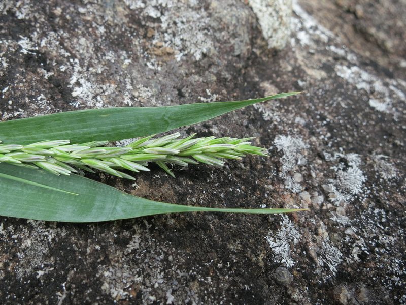 Lecomtella madagascariensis, photographed by bat (Maria Vorontsova)