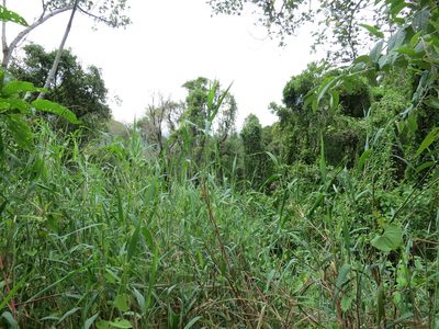 Lecomtella madagascariensis, photographed by bat (Maria Vorontsova)