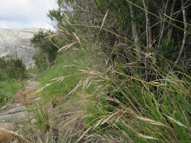 Merxmuellera ambalavaoensis, photographed by bat (Maria Vorontsova)