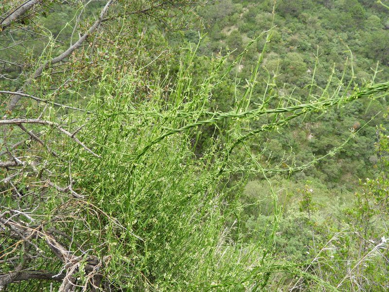 Orthosia mexicana, photographed by Leticia Jiménez Hernández
