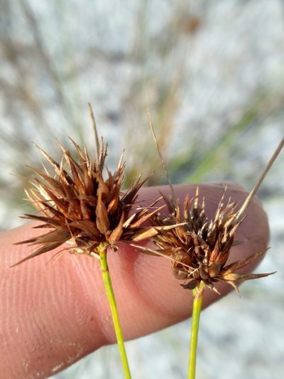 Rhynchospora megaplumosa, photographed by Scott Ward