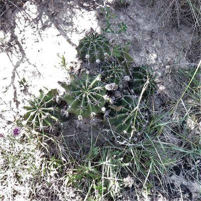 Echinopsis oxygona, photographed by Gustavo Puente