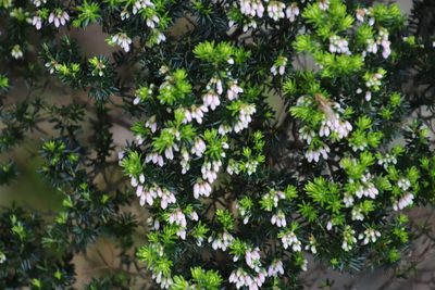 Erica caterviflora, photographed by Tony Rebelo