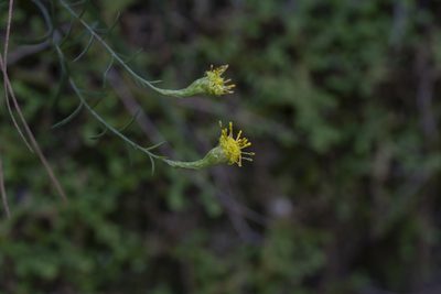 Galatella cretica, photographed by Eleftherios Katsillis