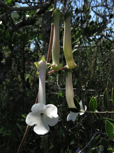 Sinningia tubiflora, photographed by Gustavo Puente