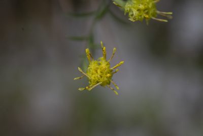Galatella cretica, photographed by Eleftherios Katsillis