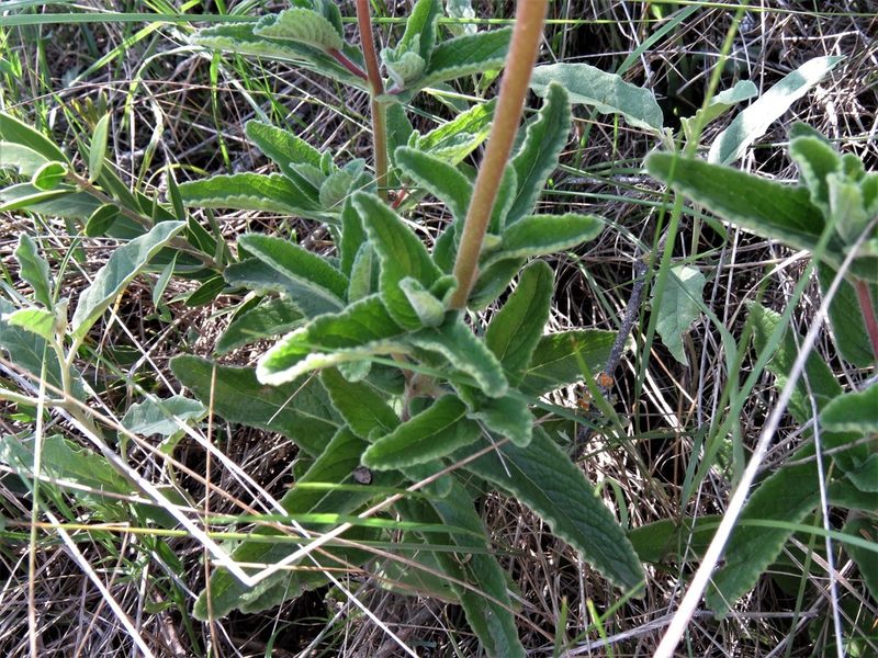 Sinningia tubiflora, photographed by Gustavo Puente