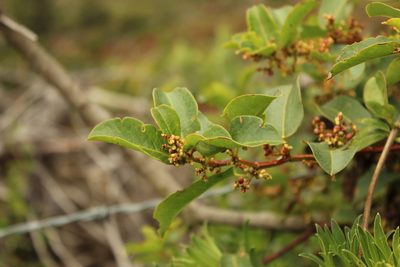 Muehlenbeckia tamnifolia, photographed by Andrés Ramírez-Barrera