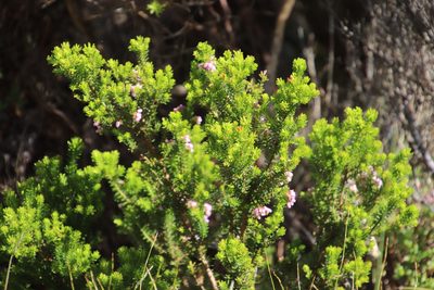 Erica caterviflora, photographed by Tony Rebelo