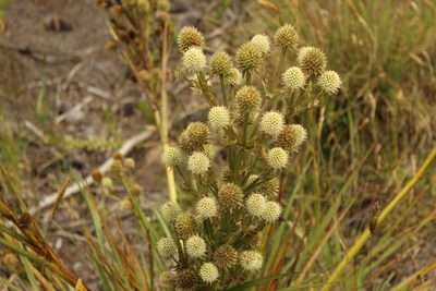 Eryngium humboldtii, photographed by Andrés Ramírez-Barrera