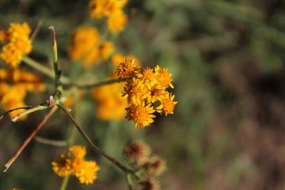 Xanthocephalum gymnospermoides, photographed by Milka Valenzuela