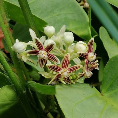 Cynanchum montevidense, photographed by Kozue Kawakami
