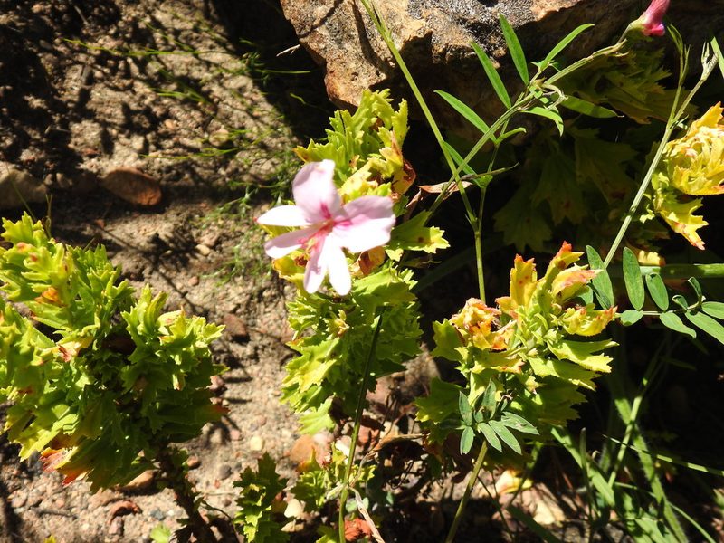 Pelargonium hermanniifolium, photographed by Matthew Fainman