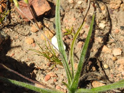 Hypoxis floccosa, photographed by Matthew Fainman