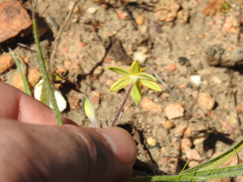 Hypoxis floccosa, photographed by Matthew Fainman