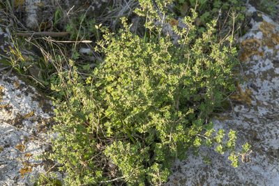 Origanum onites, photographed by Eleftherios Katsillis