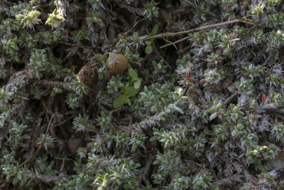 Paronychia macrosepala, photographed by Eleftherios Katsillis