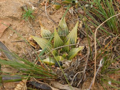 Haworthia mirabilis, photographed by Klaus Wehrlin