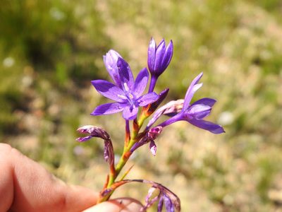Thereianthus bracteolatus, photographed by Matthew Fainman