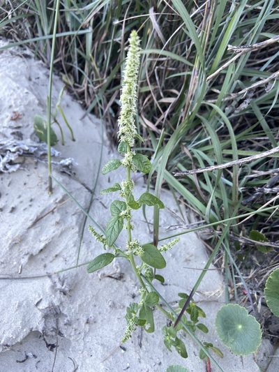 Amaranthus greggii, photographed by Reid Hardin