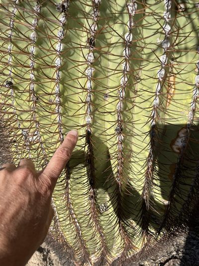 Ferocactus diguetii, photographed by Sula Vanderplank