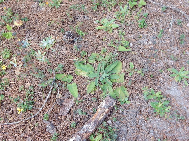 Lepechinia schiedeana, photographed by Norma Piedra