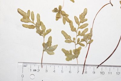 Cryptogramma stelleri, photographed by Allan Harris