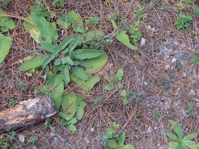 Lepechinia schiedeana, photographed by Norma Piedra