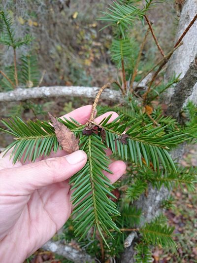 Torreya taxifolia, photographed by Abby Darrah