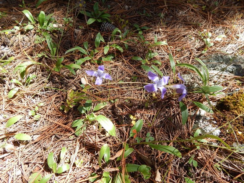 Gentianopsis lanceolata, photographed by Norma Piedra