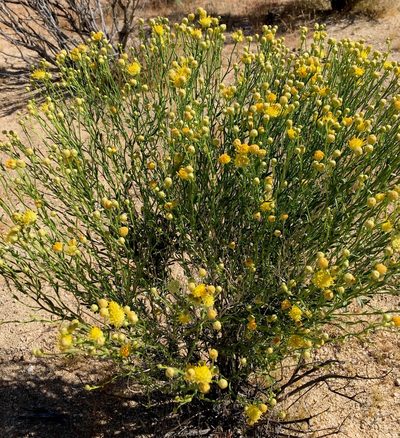 Acamptopappus sphaerocephalus, photographed by desertnaturalist