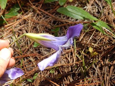 Gentianopsis lanceolata, photographed by Norma Piedra