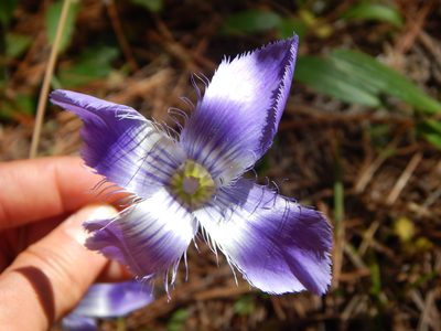 Gentianopsis lanceolata, photographed by Norma Piedra