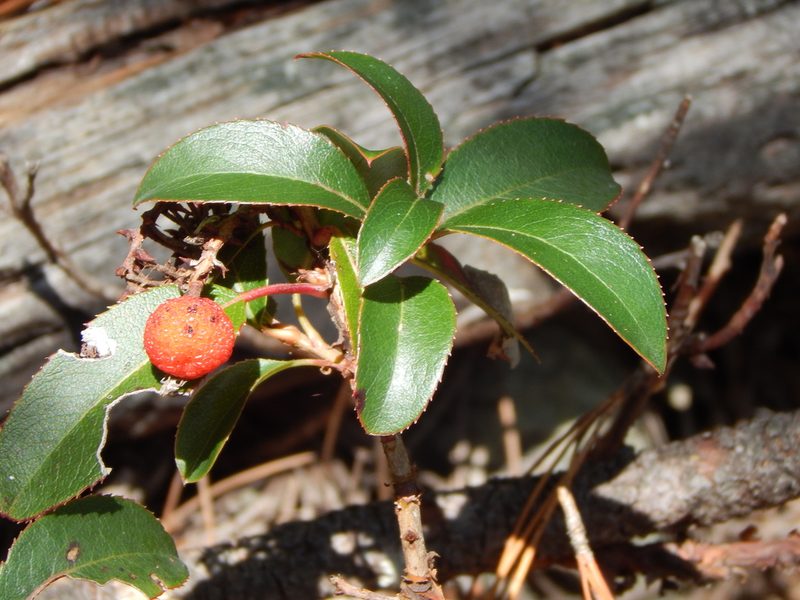 Arbutus occidentalis, photographed by Norma Piedra