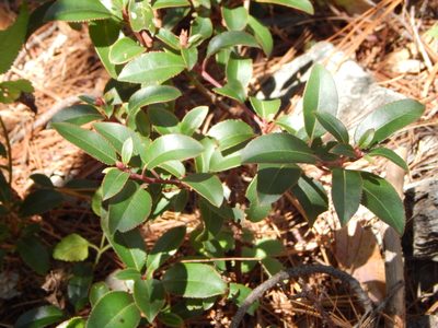 Arbutus occidentalis, photographed by Norma Piedra