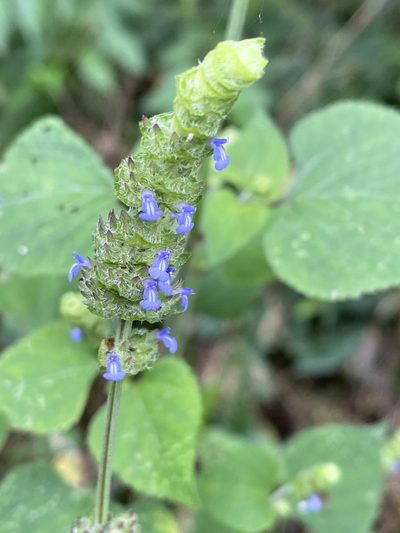 Salvia lasiocephala, photographed by Grete Pasch