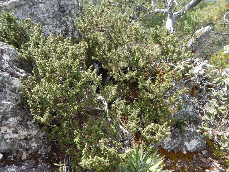 Juniperus durangensis, photographed by Norma Piedra
